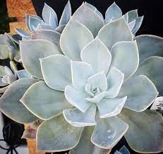 'dr huth's pink', 'dr huth's blue'. Graptoveria Douglas Huth Echeveria Dr Huth S Pink Graptopetalum Californica Graptopetalum Urugua Echeveria Hens And Chicks Succulents