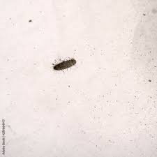 stockfoto tiny carpet beetle larva