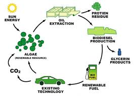 Biodiesel By Green Diesel Basics You Should Know