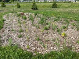 The first year of maintenance can be challenging as plants become established. Rain Garden Jay C Hormel Nature Center