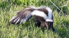 Are skunks cuddly?