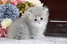 rug hugger kitten persian