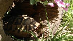 Im innenhof eines tempels sieht er in einem tümpel schildkröten, die sich übereinander schieben und einander den platz wegnehmen. Planung Und Bau Eines Aussengeheges Landschildkroten Stuttgart