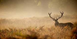free deer pictures images backgrounds