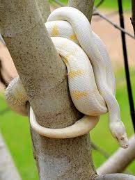 pure darwin albinos carpet pythons