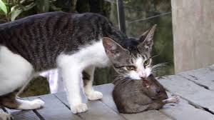 Have you ever wondered why cats and kittens engage in rough play fighting? Fight Cat Vs Huge Rat Youtube