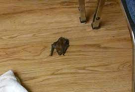 how to keep bats out of your house