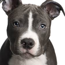 There he started his career as mc. American Pitbull Terrier Dogs Breeds