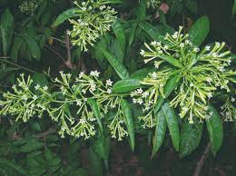 Arbusto dai piccoli fiori bianchi profumatissimi. Belle Di Notte E Altri Fiori Notturni Passione In Verde