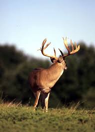 White Tailed Deer Season Preview Spring And Summer Rain