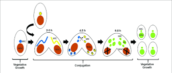 life cycle of tetrahymena thermophila
