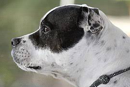 If you are looking to adopt or buy a bulldog take a look here! Staffordshire Bull Terrier Wikipedia