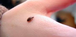 what do bed bugs look like loadup