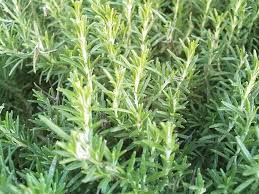 herbs for tea garden tips