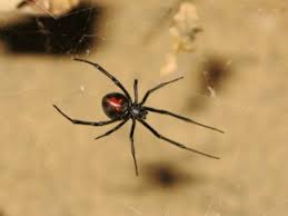 Since the invention of antivenom in 1956, there have been no redback bite fatalities. Spider Bites