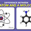 The atoms or molecules