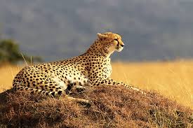cheetah photos 1080p 2k 4k 5k hd