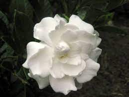 plant of the month gardenia west