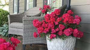 a look at our favorite roses for containers