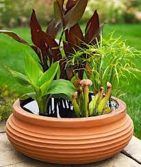 Easy Diy Container Water Gardens The