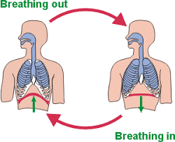 chest breathing and your posture