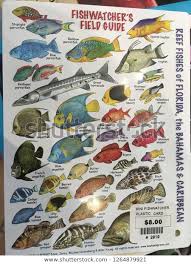 Tropical Fish Chart Stock Photo Edit Now 1264879921