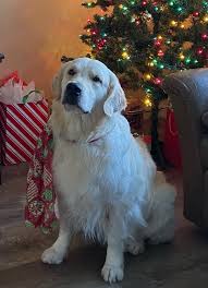 These loyal, sociable dogs are excellent with children and the golden retriever, an exuberant scottish gundog of great beauty, stands among america's most popular dog breeds. A Golden Paradise Home Facebook