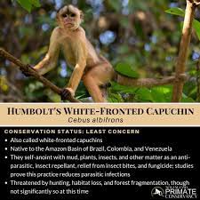 humboldt s white fronted capuchin