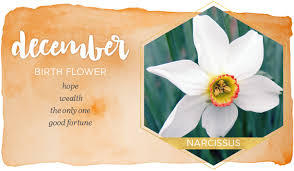 Birth Month Flowers And Their Meanings