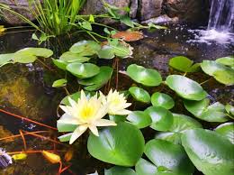 Types Of Aquatic Plants For Ponds 11