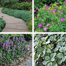 27 Better Ground Covers For Shade To