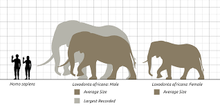File African Elephant Scale Chart Svg Steveoc86 Svg