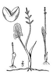 Plants Profile for Botrychium simplex (little grapefern)