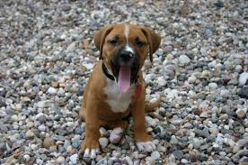 Get a boxer mix, miniature boxer or white boxer dog now! 10 Unreal Boxer Cross Breeds You Have To See To Believe