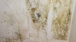 How To Deal With Mold In Basement