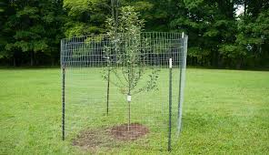 build a simple fence to protect fruit