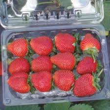 Koji nakao, a japanese farmer, contacted guinness world records when he discovered an unusually huge strawberry during harvest. Florida Strawberry Report Produce Business Magazine