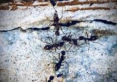 Does killing an ant attract more?