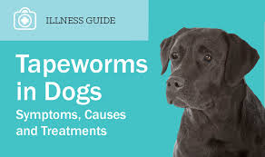 tapeworm in dogs symptoms causes