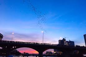 guide to seeing the bats in austin