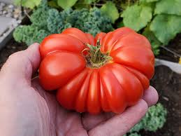 best organic tomato fertilizers in 2023