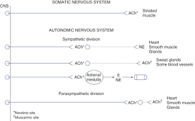 Somatic Nervous System An Overview Sciencedirect Topics