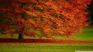 Image result for trees hd wallpapers