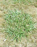 Crabgrass killer identify crabgrass lawn care. Identifying And Controlling Crabgrass In Your Lawn Perennial Ryegrass Fescue Tall Fescue