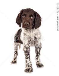 puppy small munsterlander stock photo