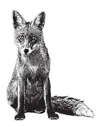 Vector illustration on white background. Fuckyeahfoxfriends Fox Illustration Fox Art Animal Illustration