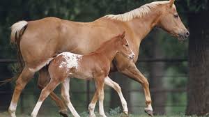 The horse has a tan or gold colored coat with black points (mane, tail, and lower legs). Breeding Horses For Color Expert Advice On Horse Care And Horse Riding
