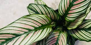 Pet Friendly Houseplants To Try In 2022