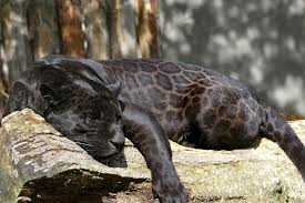 black jaguar ari library the