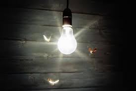 why are bugs attracted to lights
